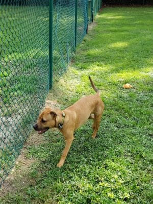 Greenville Offleash Dog Park - Greenville, NC
