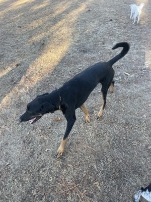 Greenville Offleash Dog Park - Greenville, NC
