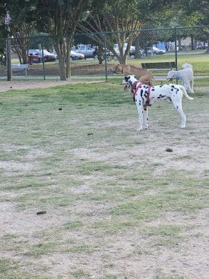 Greenville Offleash Dog Park - Greenville, NC