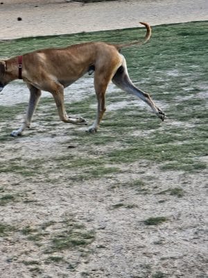 Greenville Offleash Dog Park - Greenville, NC