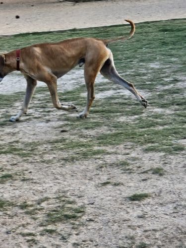 Greenville Offleash Dog Park - Greenville, NC