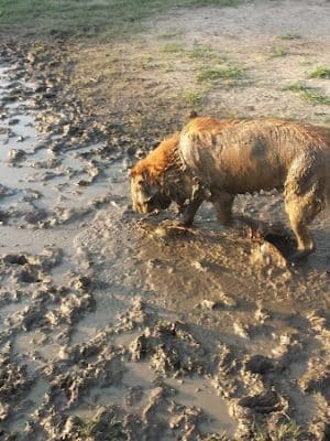 Greenville Offleash Dog Park - Greenville, NC