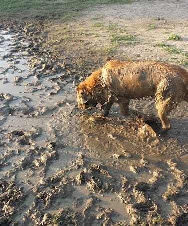 Greenville Offleash Dog Park - Greenville, NC