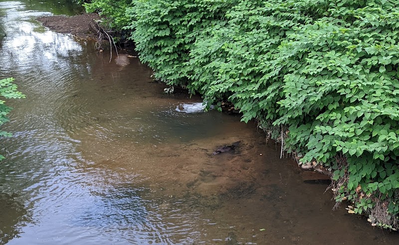Cleveland Park - Greenville, SC