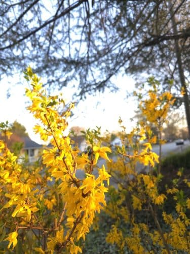Centennial Park