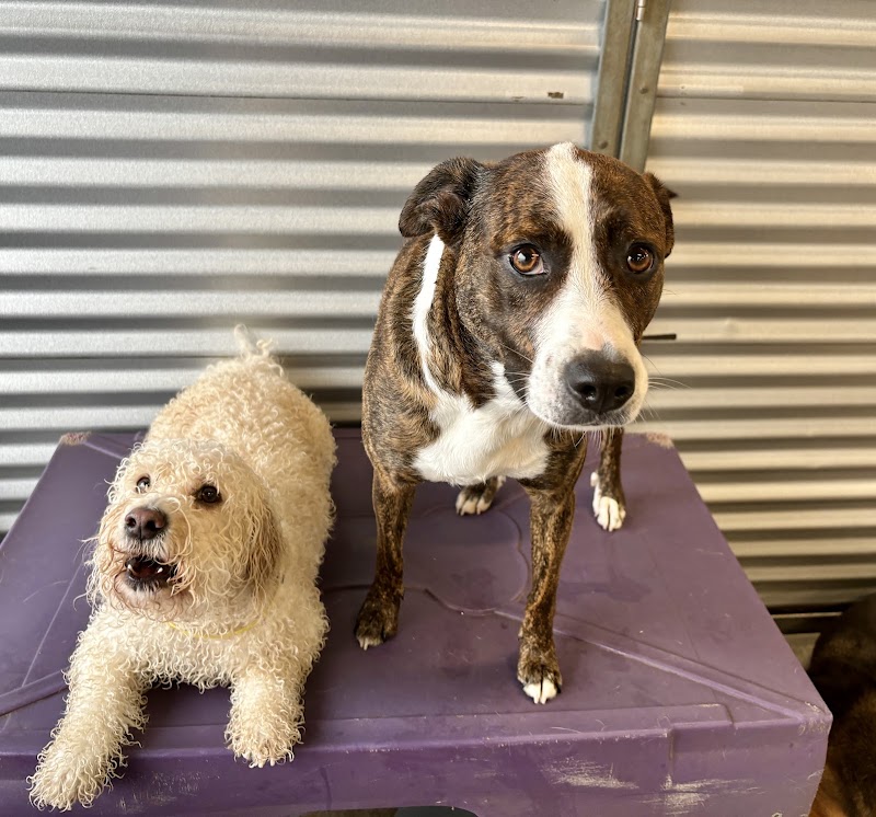 Dog Culture - Greenville, SC