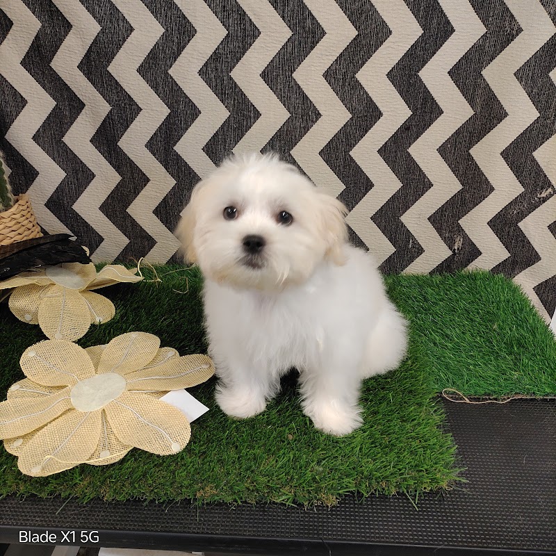 Dog Culture - Greenville, SC