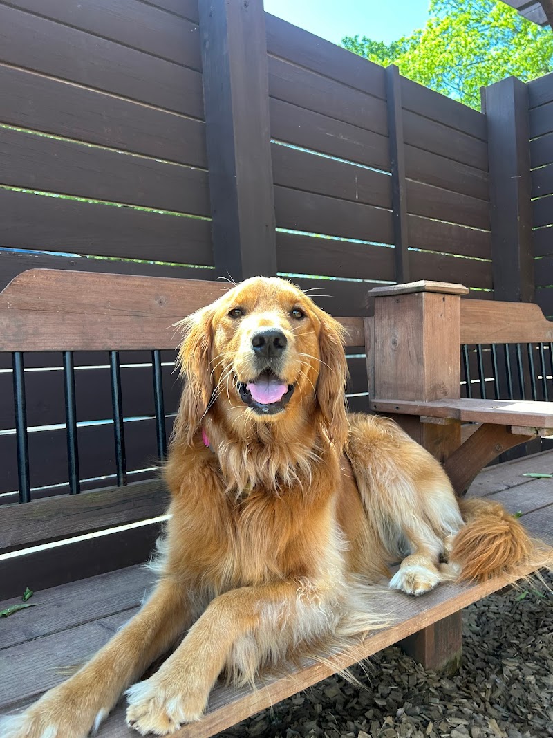 Dog Culture - Greenville, SC