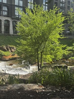 Greenville Water Splash Pad