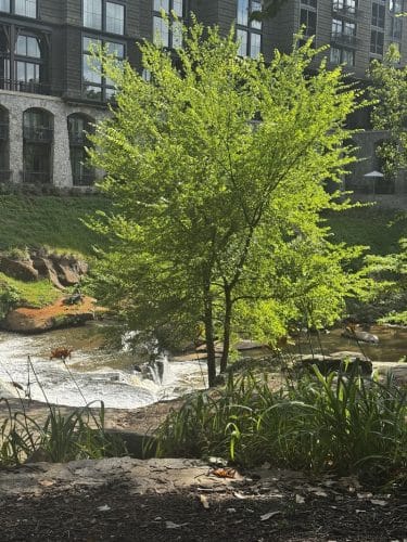 Greenville Water Splash Pad