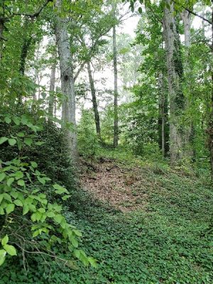 Swamp Rabbit trail