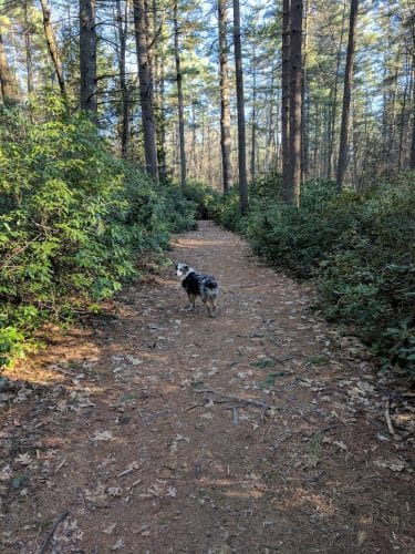 The Groton Hunt