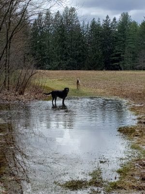 The Groton Hunt