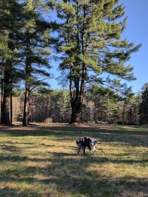 The Groton Hunt