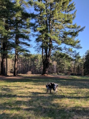 The Groton Hunt