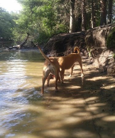 The Groton Hunt