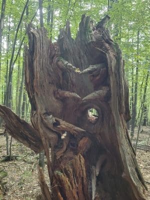 The Throne hiking trail, Rockwood Lane parking