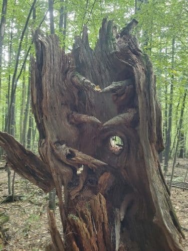 The Throne hiking trail, Rockwood Lane parking