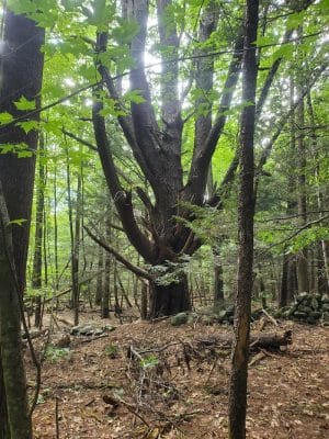 The Throne hiking trail, Rockwood Lane parking
