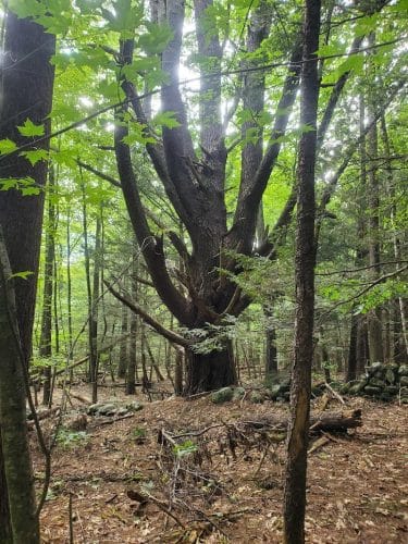 The Throne hiking trail, Rockwood Lane parking
