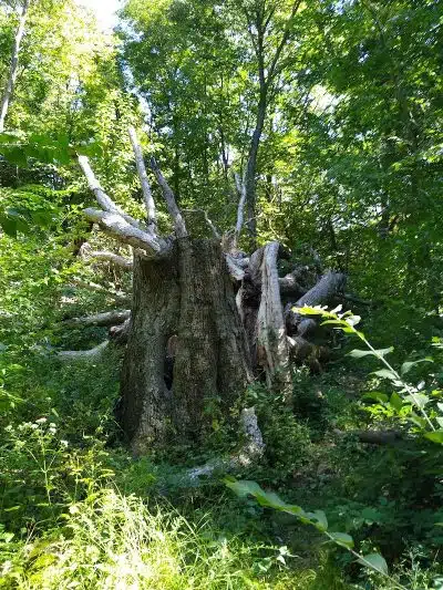 Tante Park - Groveland, IL