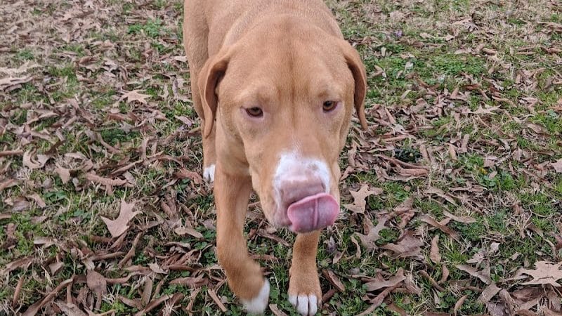 Guntersville Dog Park - Guntersville, AL