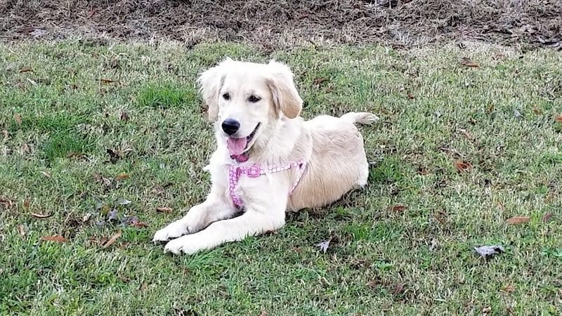Guntersville Dog Park - Guntersville, AL