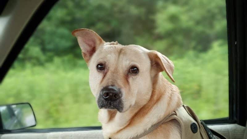 Guntersville Dog Park - Guntersville, AL