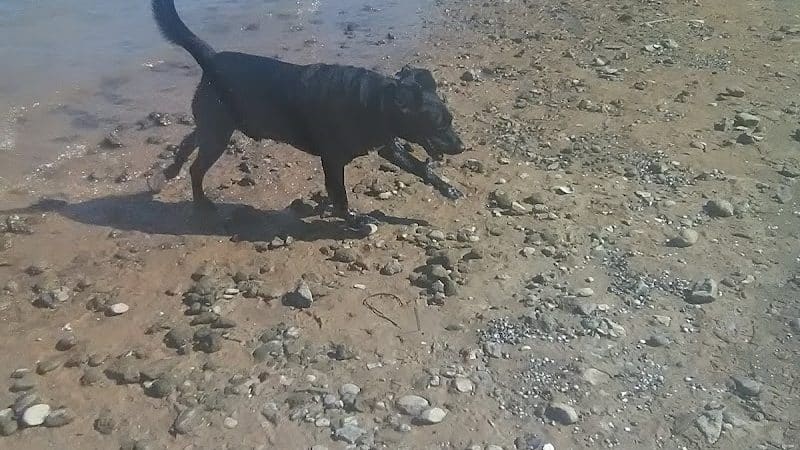Guntersville Dog Park - Guntersville, AL