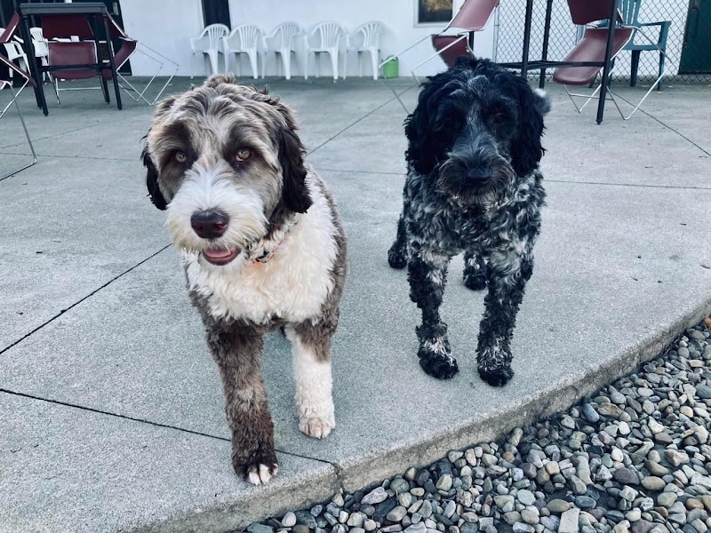K9 Barks N Brews - Hamburg, NY