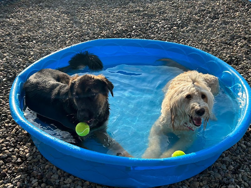 K9 Barks N Brews - Hamburg, NY