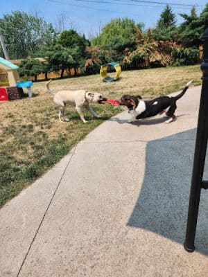 K9 Barks N Brews - Hamburg, NY