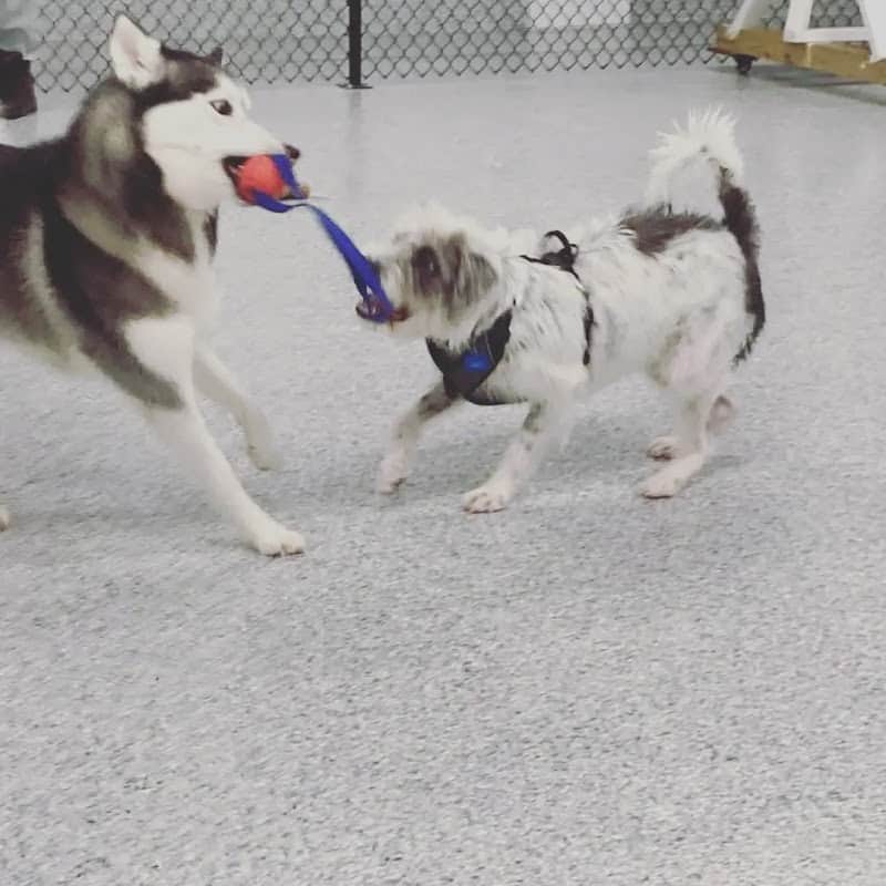 K9 Barks N Brews - Hamburg, NY