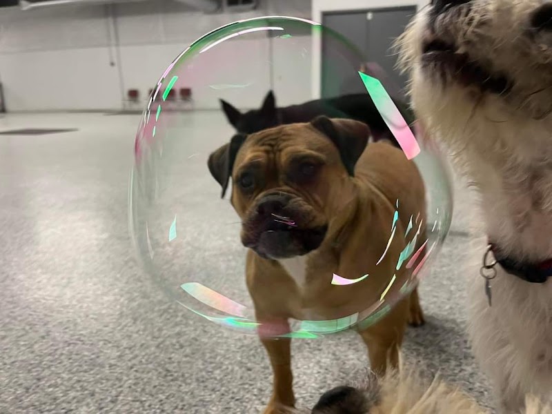 K9 Barks N Brews - Hamburg, NY