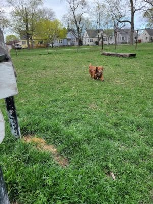 Riverside Dog Park