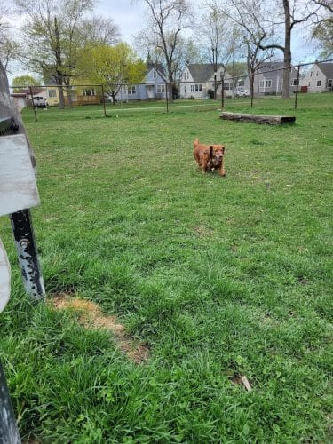 Riverside Dog Park
