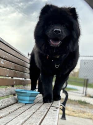 Riverside Dog Park