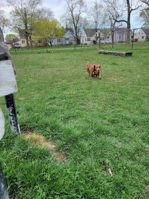Riverside Dog Park