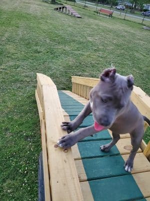 Riverside Dog Park