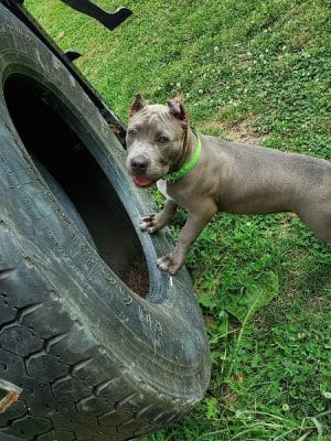 Riverside Dog Park