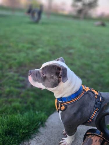 Riverside Dog Park