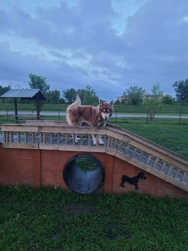 Riverside Dog Park