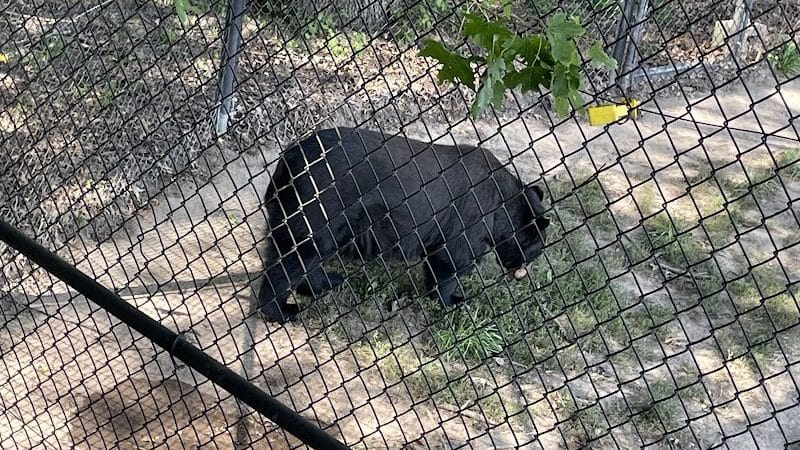 Wildlife Prairie Park - Hanna City, IL