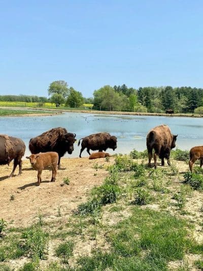 Wildlife Prairie Park - Hanna City, IL