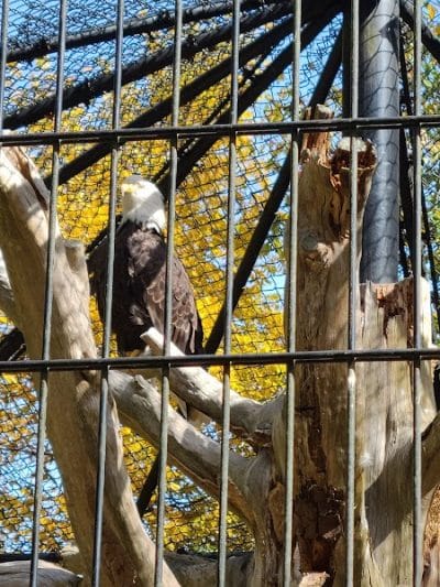 Wildlife Prairie Park - Hanna City, IL