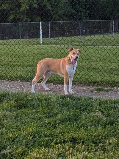 Sam Michael’s Dog Park - Harpers Ferry, WV