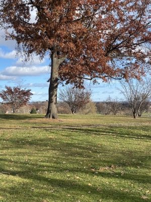 Colt Park