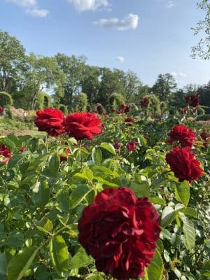 Elizabeth Park Rose Garden
