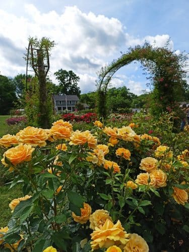 Elizabeth Park Rose Garden