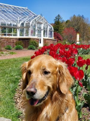 Elizabeth Park Rose Garden